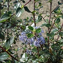 ceanothus tomentosus